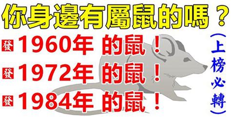 1972生肖|【1972 生肖】「1972年生肖屬鼠：未來命運與運勢大解析」